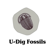 U-Dig Fossils